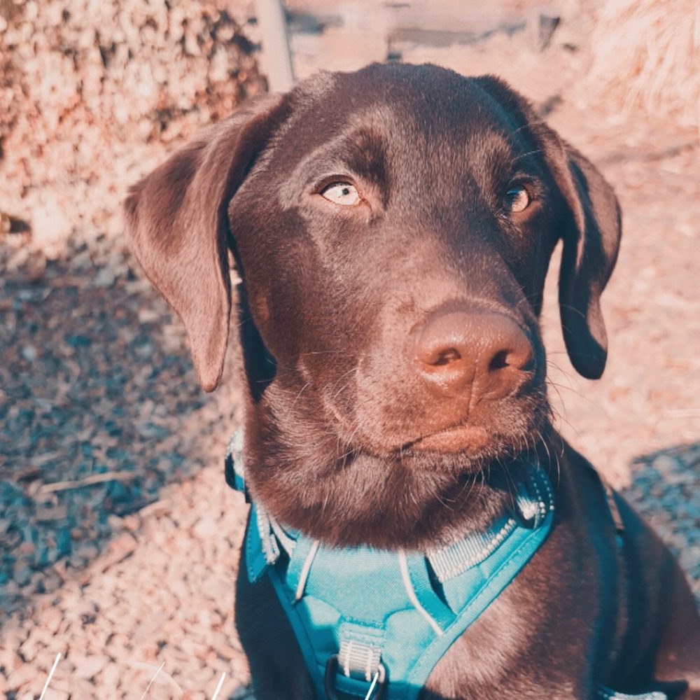 Hundetreffen-Gemeinsame Spaziergänge 🤍-Profilbild