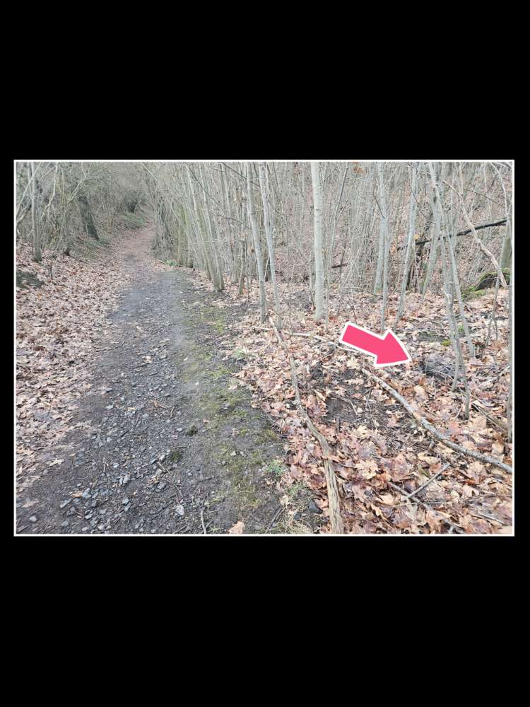 Giftköder-Toter Waschbär am Wegesrand!-Profilbild