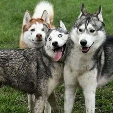 Hundetreffen-Treffen zum spielen-Profilbild