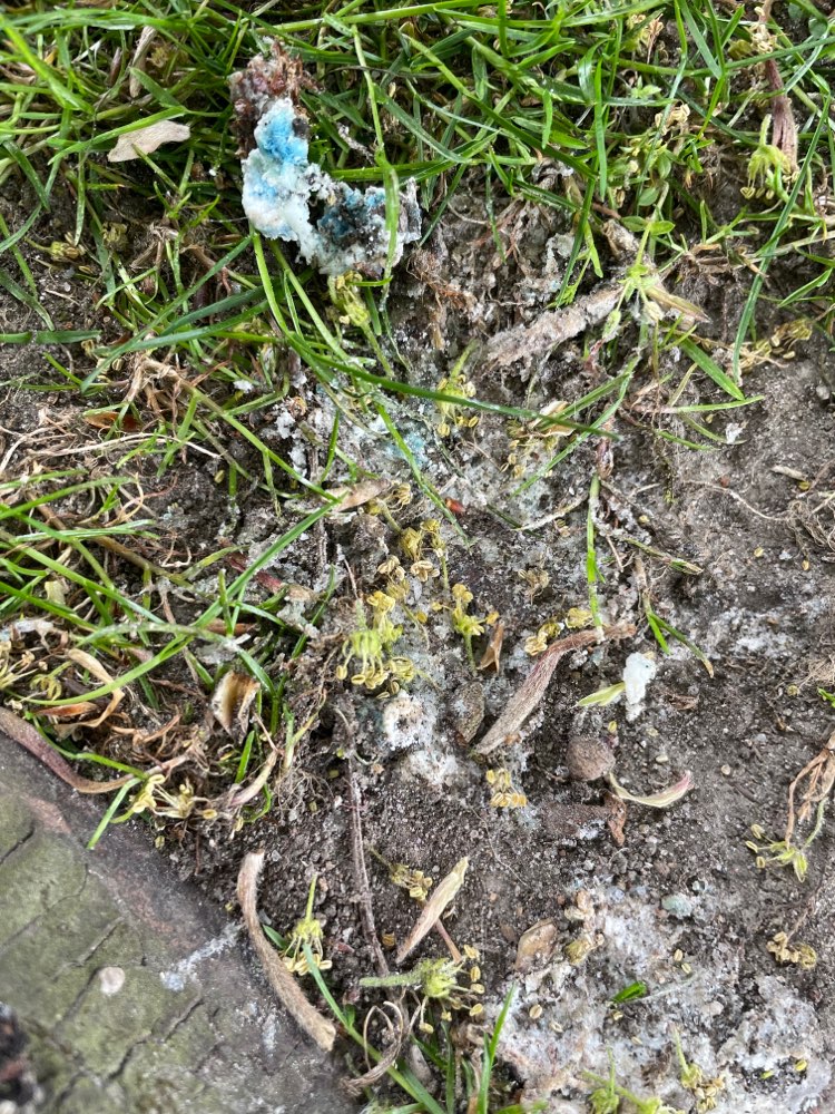 Giftköder-Mögl. Giftköder im Schrevenpark-Profilbild