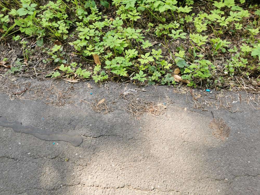 Giftköder-Gift auf der Hessenbende-Profilbild