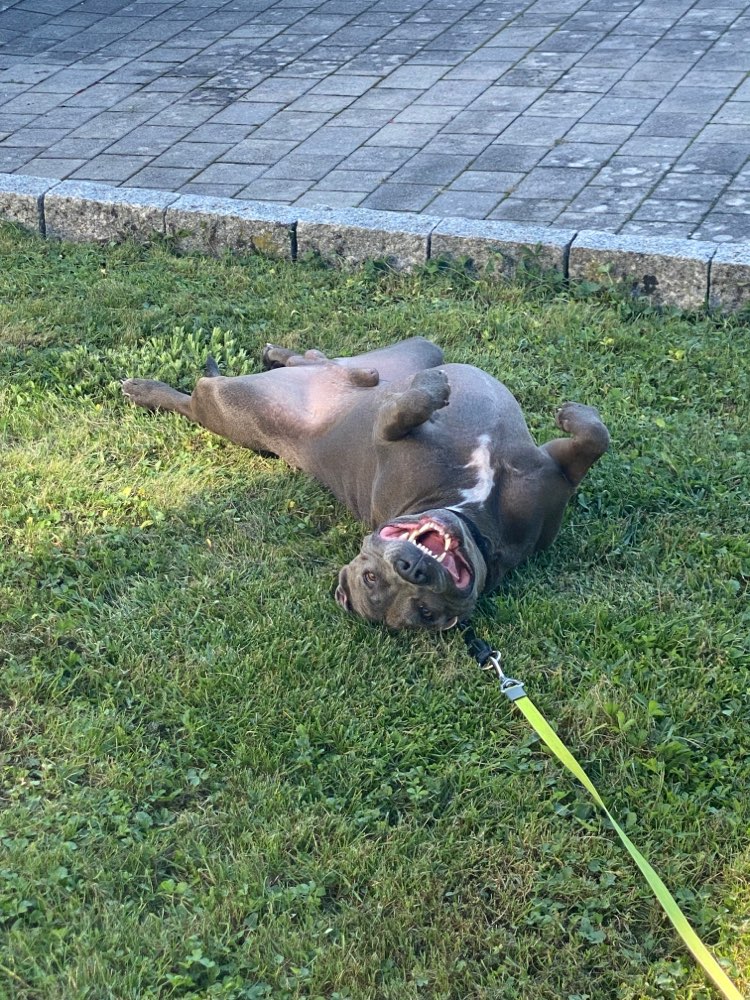 Hundetreffen-Gemeinsam Gassi-Profilbild