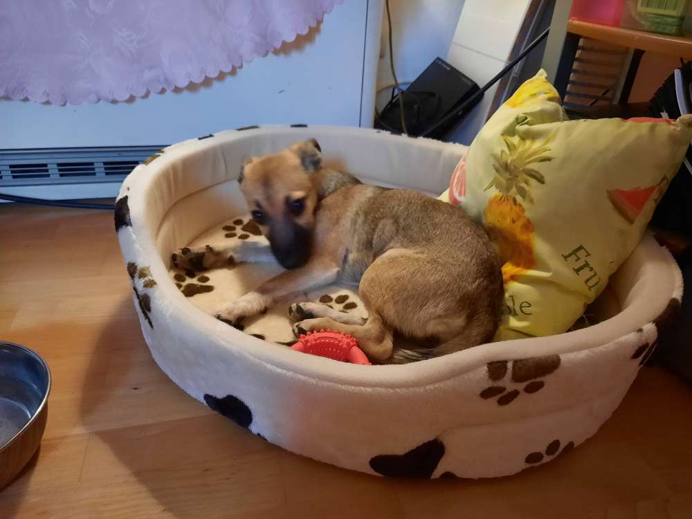 Hundetreffen-Junghundtreffen Kirchseeon/Eglharting-Profilbild