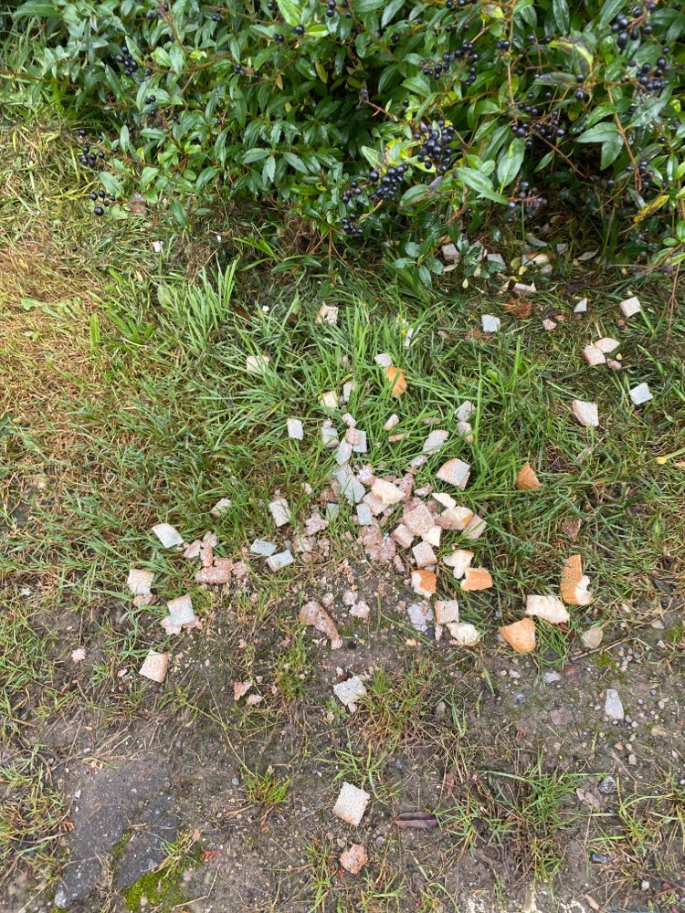 Giftköder-Schimmeliges Brot am Fußweg-Profilbild