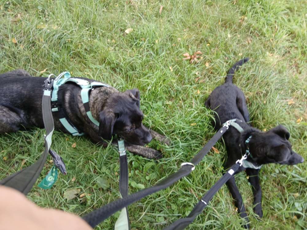 Hundetreffen-Training von Leinenpöblern-Profilbild
