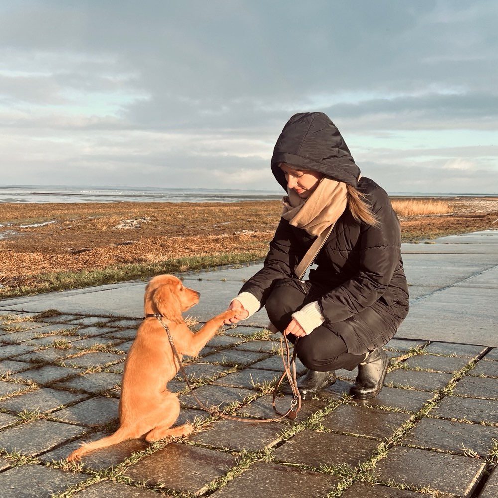 Hundetreffen-Spaziergänge/Hundekontakte-Profilbild