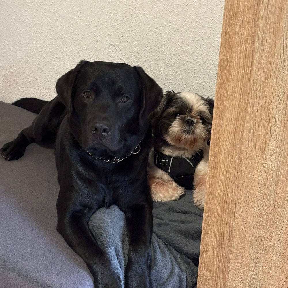 Hundetreffen-Treffen an der Hundewiese in Wesseling zum Spielen oder auspowern-Profilbild