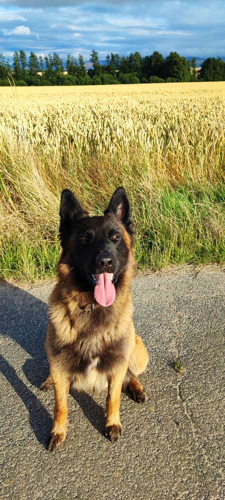 Hundetreffen-Suche für meinen Kumpel ein Spielkamerad-Profilbild