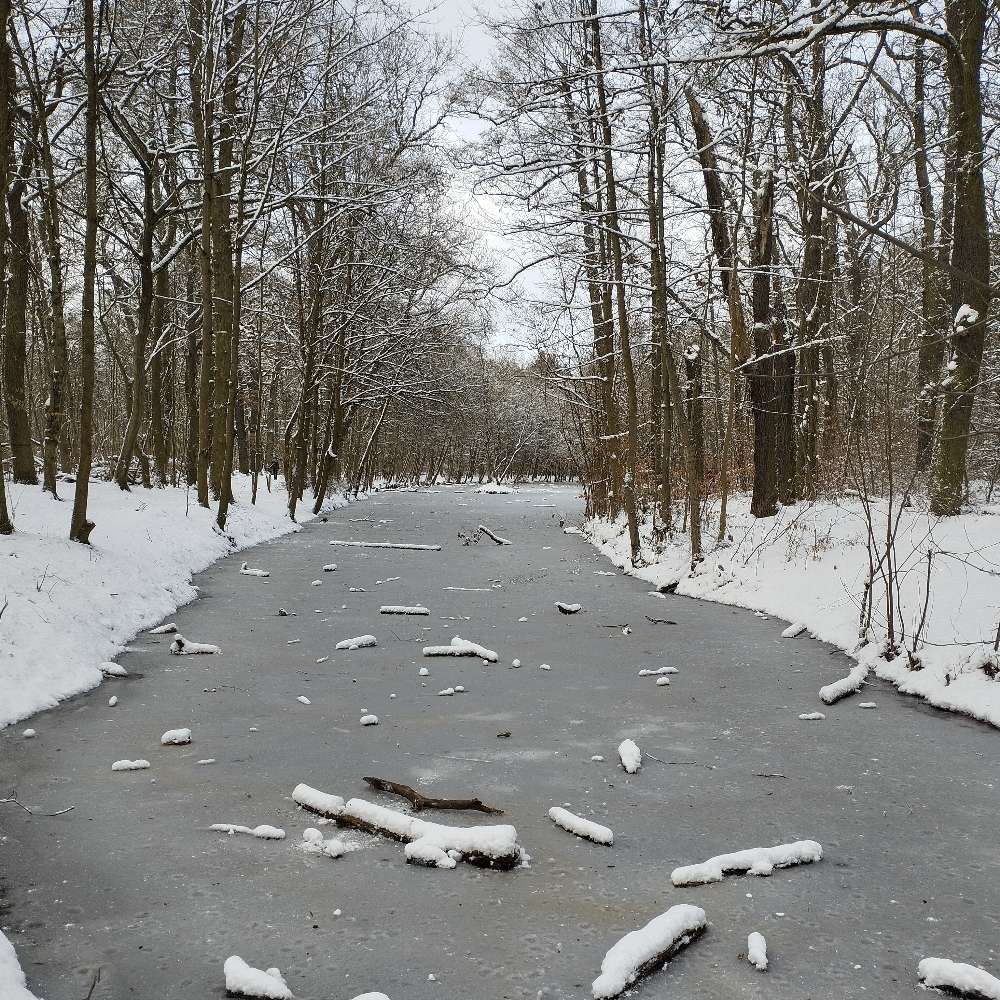 Hundetreffen-Gassirunde im Hundeauslaufgebiet-Profilbild