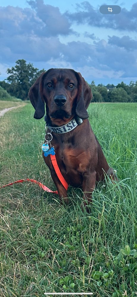 Hundetreffen-Privates Spielen in Roth und Umgebung-Profilbild