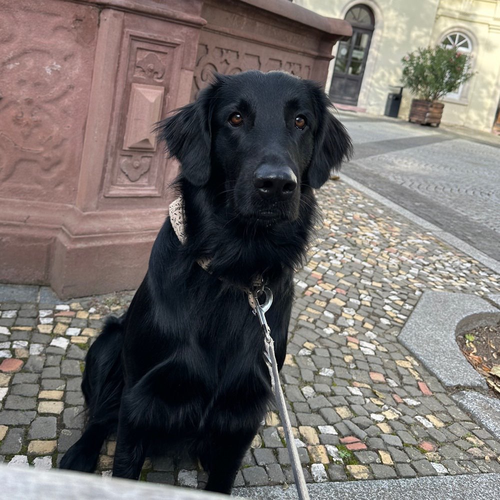 Hundetreffen-Gemeinsames Spiel und Training-Profilbild