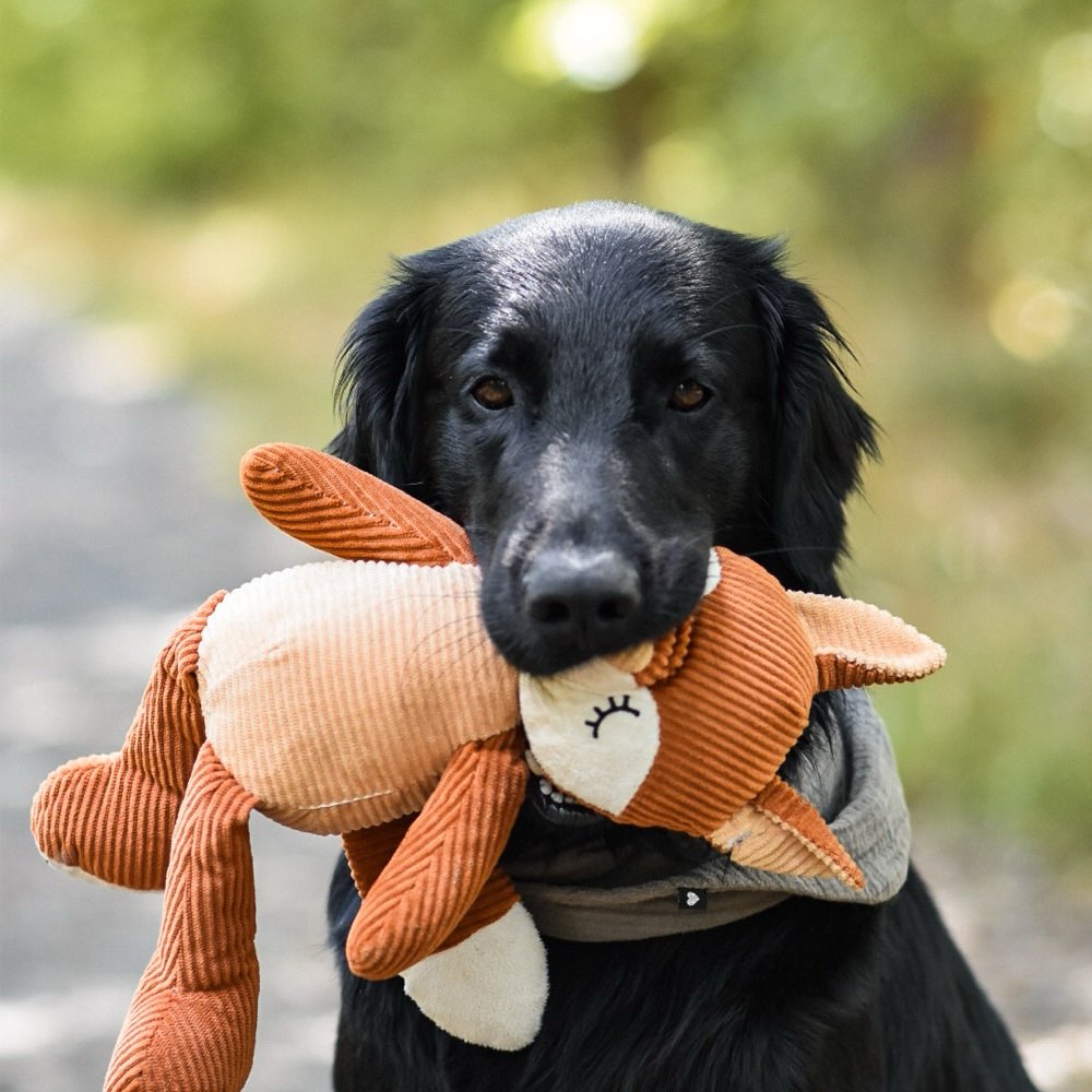 Hundetreffen-Gemeinsames Spiel und Training-Profilbild