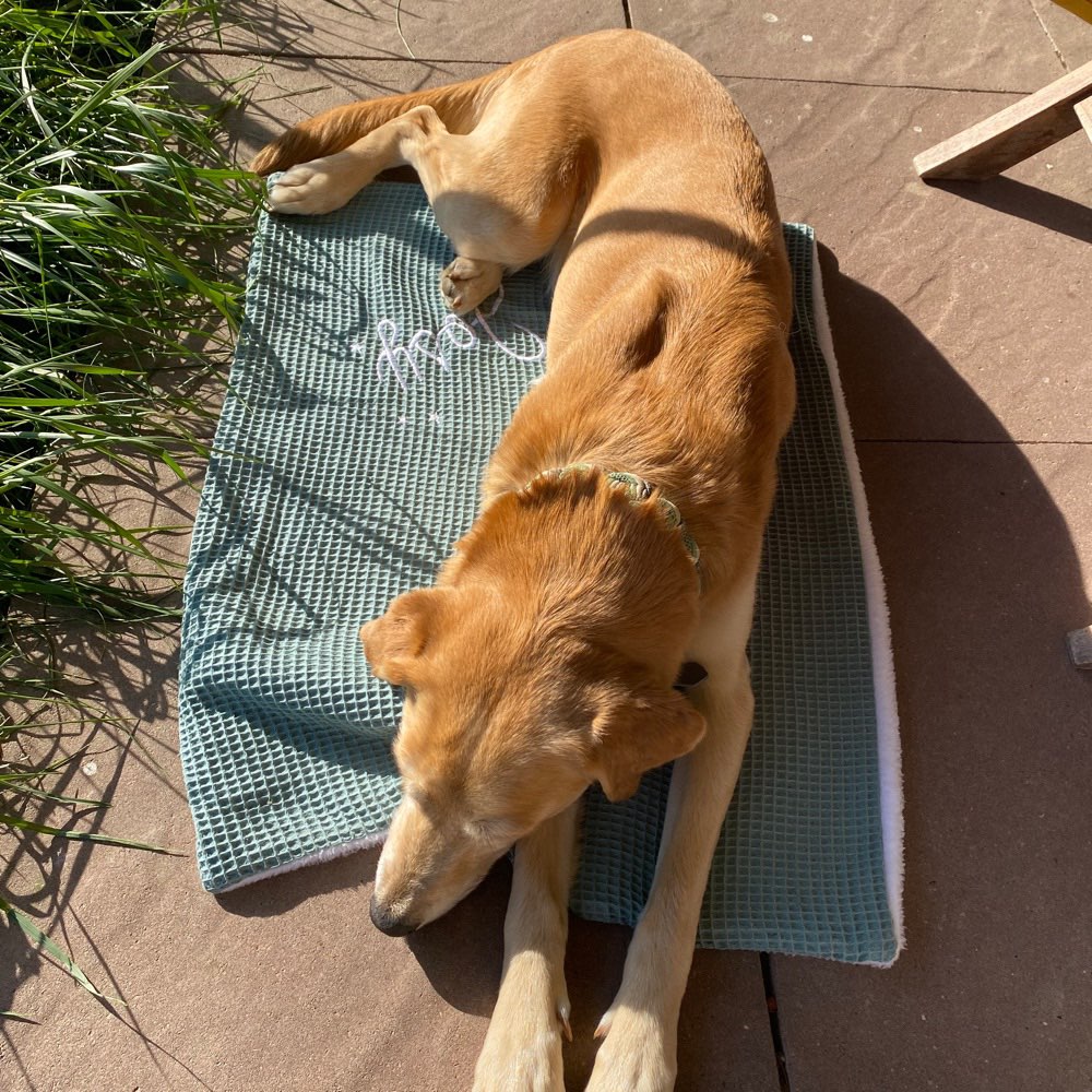 Hundetreffen-Gegenseitiges Dogsitting-Profilbild