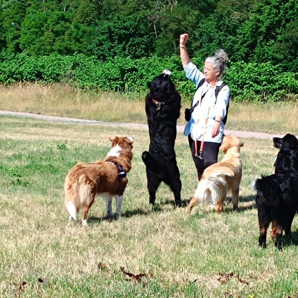 Hundetreffen-Treffen auf eingezäunten Platz für gemeinsame Übungen und Sozialisierung-Profilbild