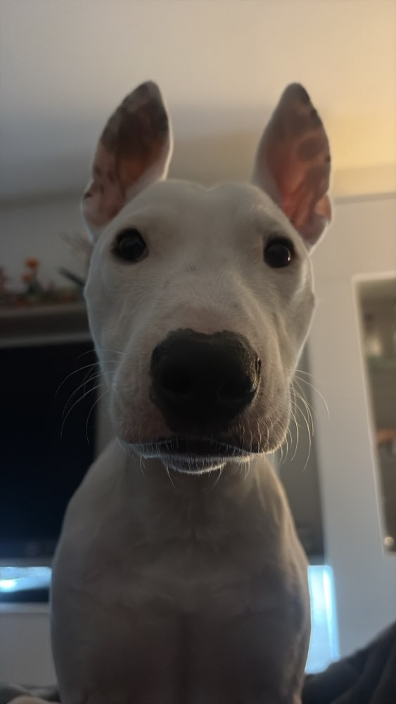 Hundetreffen-Socialwalk, Spazieren an der Leine-Profilbild