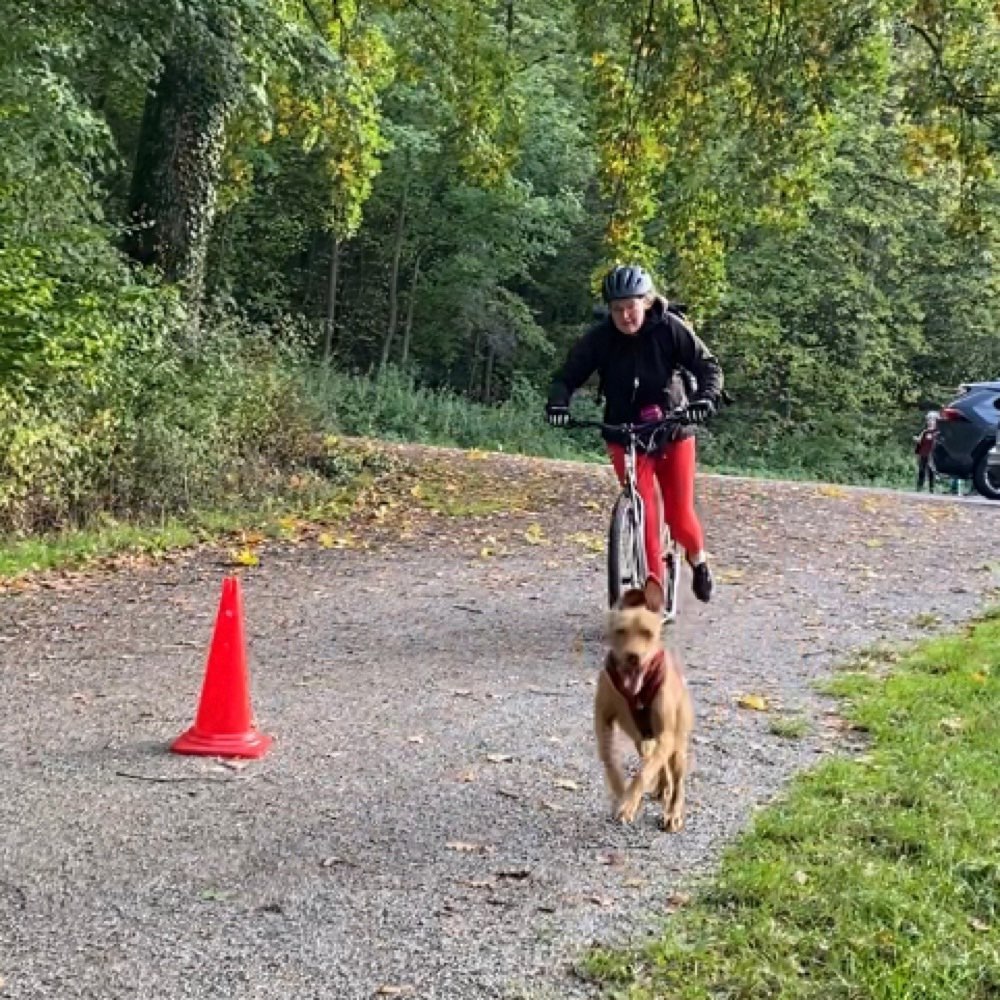 Hundetreffen-Gleichgesinnte für Dogscooter-Training-Profilbild