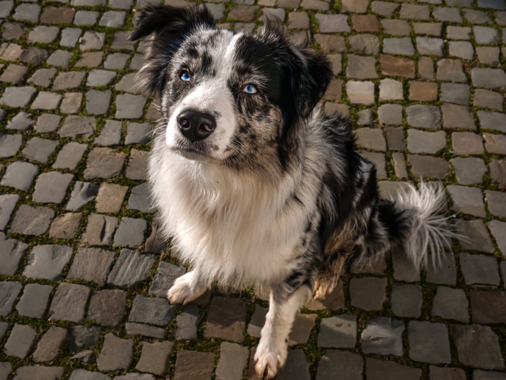 Hundetreffen-Hundekontakte-Profilbild