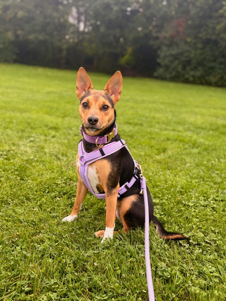 Hundetreffen-Nisha sucht Hundefreunde in Düren und Umgebung-Profilbild