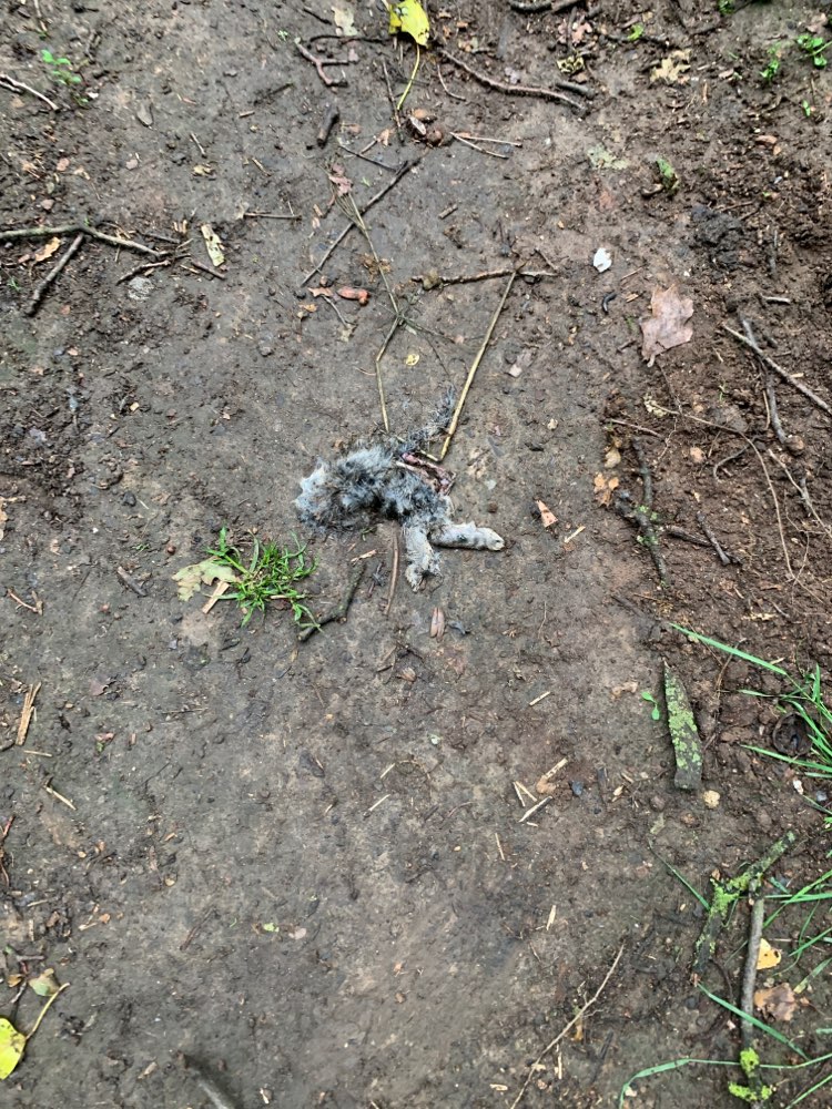 Giftköder-Hasenkadaver-Profilbild