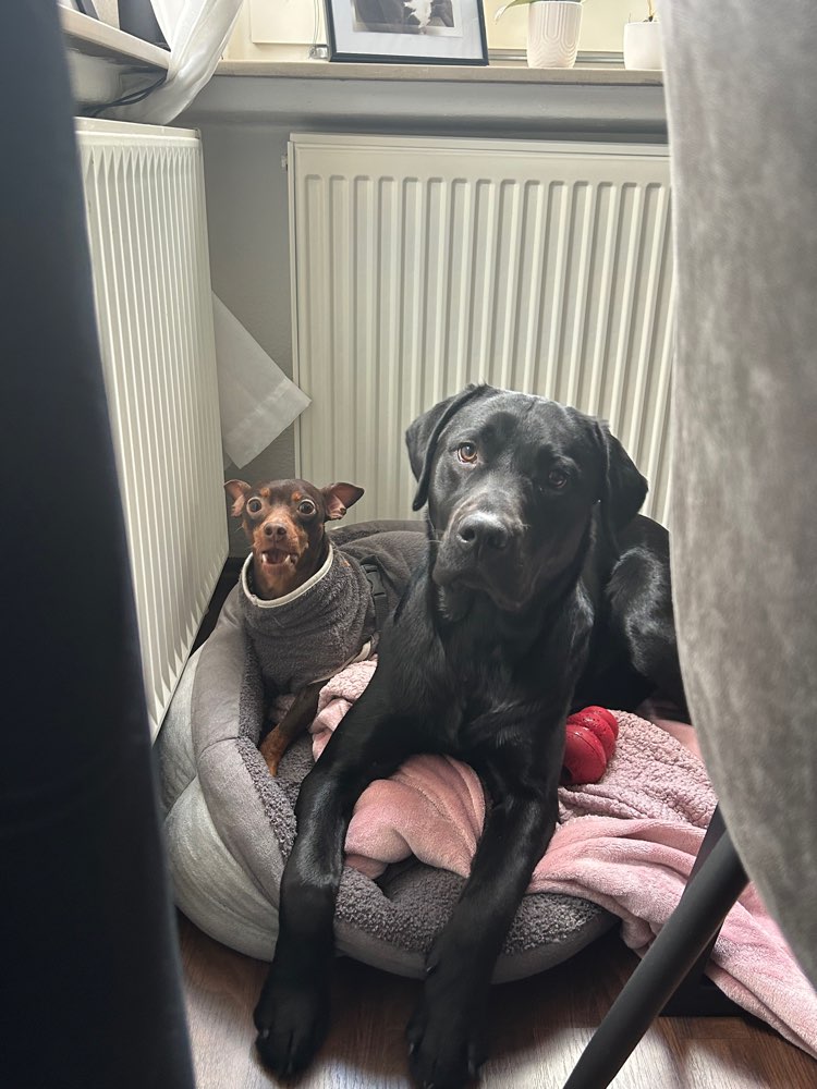 Hundetreffen-Wir brauchen Hundekontakte zum Gassi gehen-Profilbild