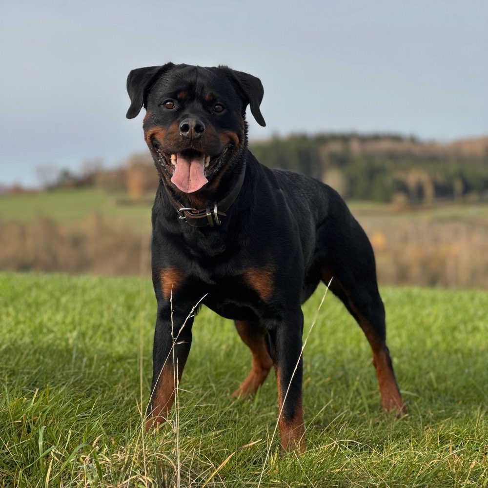 Hundetreffen-Freunde zum spielen gesucht-Profilbild