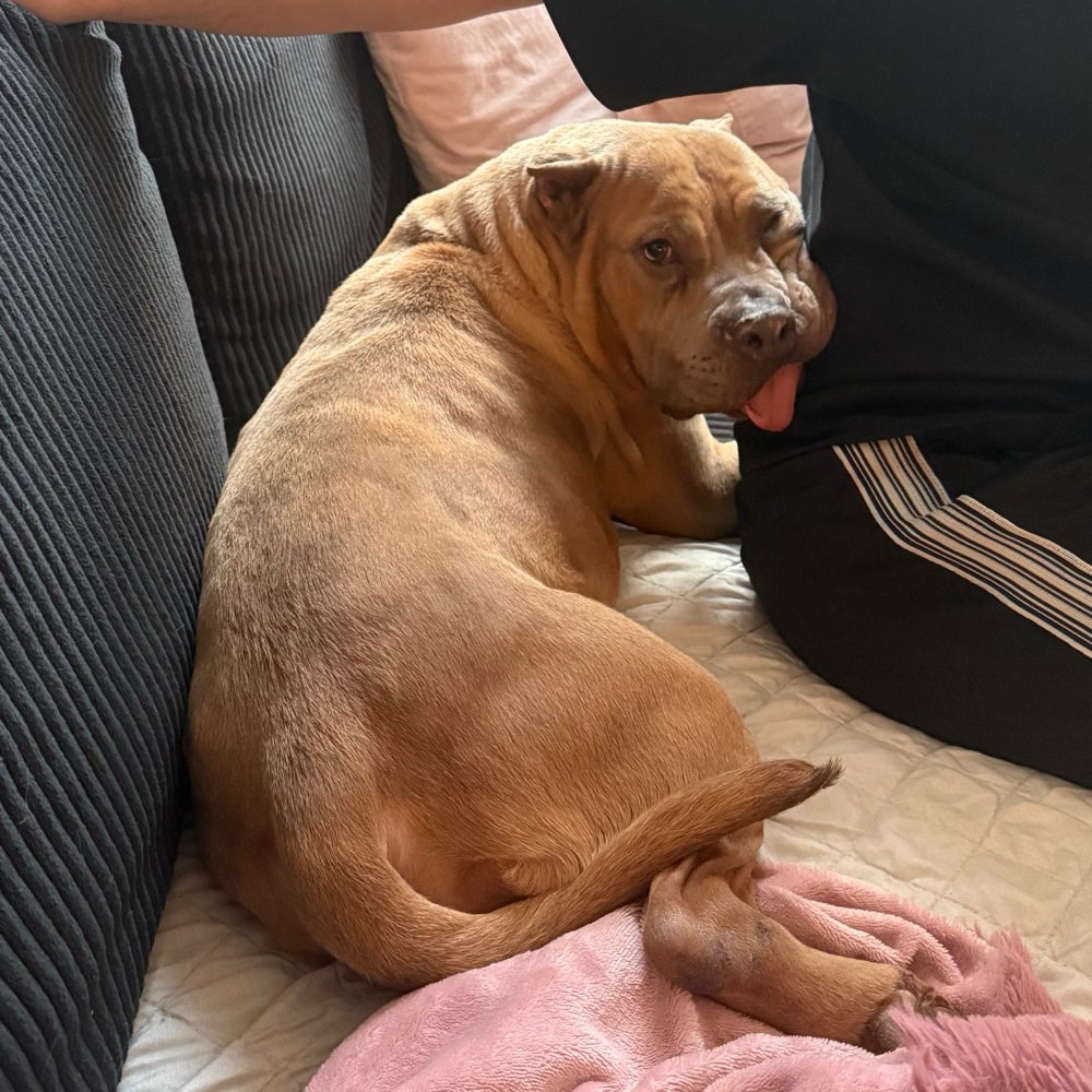 Hundetreffen-Freunde für Sky gesucht-Profilbild