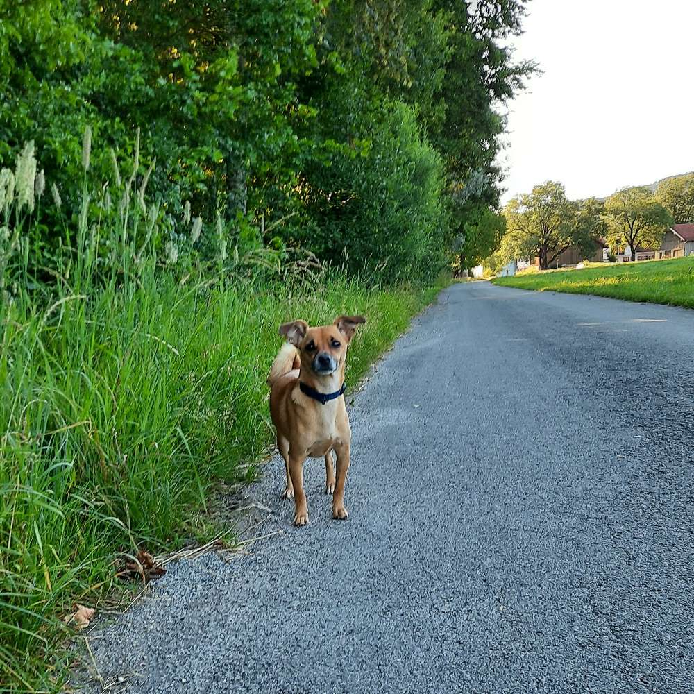Hundetreffen-Hunderunde in Habach-Profilbild