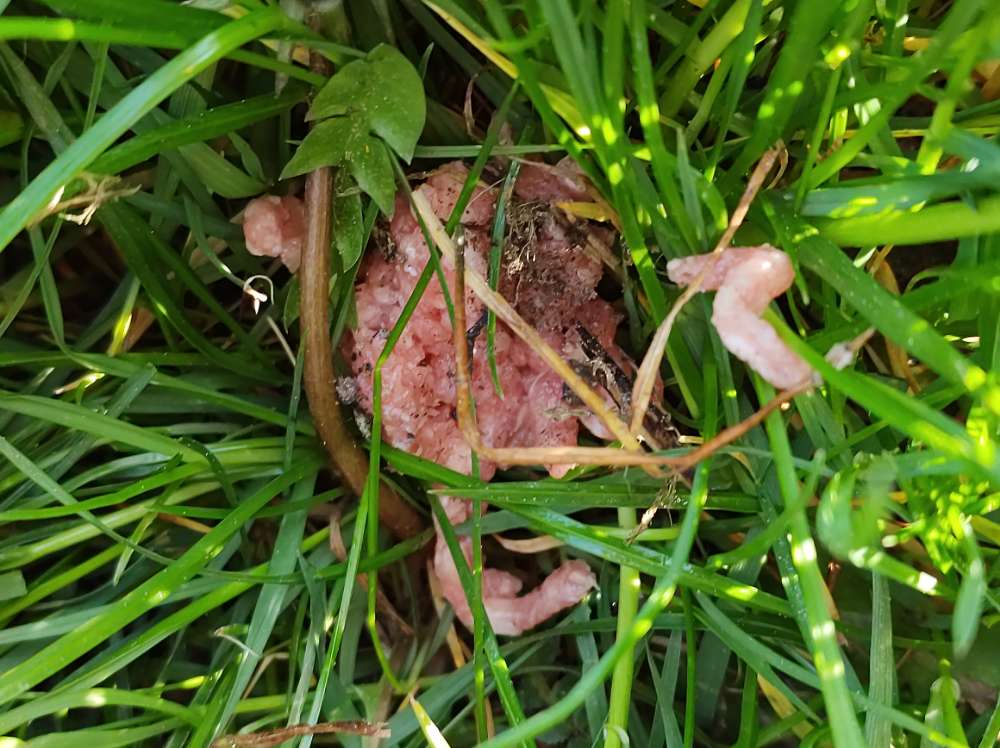 Giftköder-Mett auf der "Hundewiese"-Profilbild