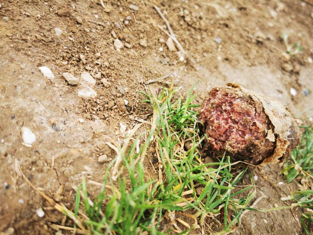 Giftköder-Vorsicht in Flerzheimer Kiesgrube-Profilbild