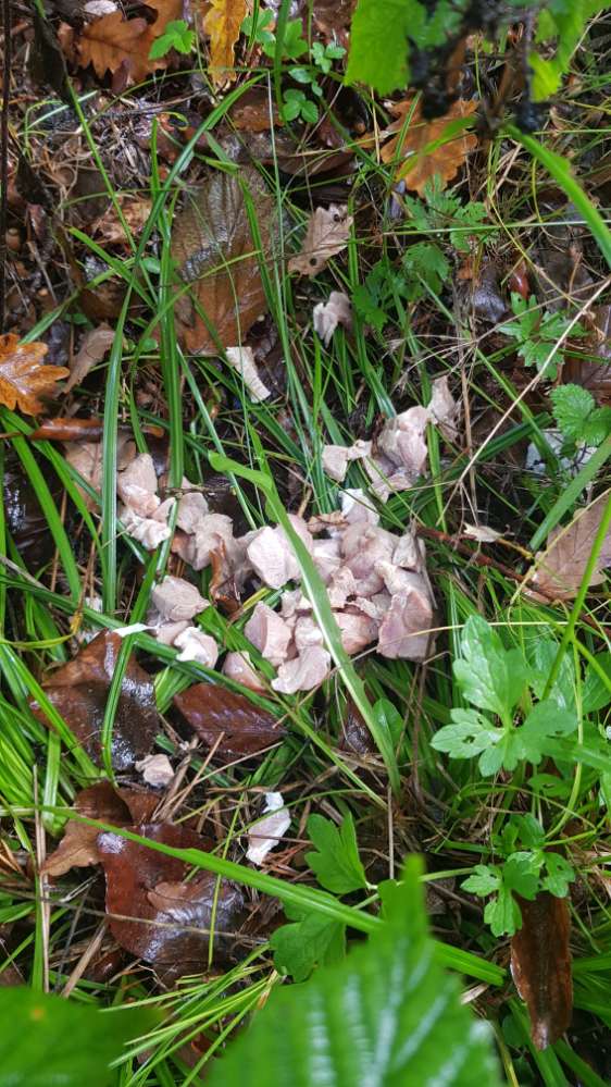 Giftköder-Rohe Fleischstücke direkt neben Forstweg-Profilbild
