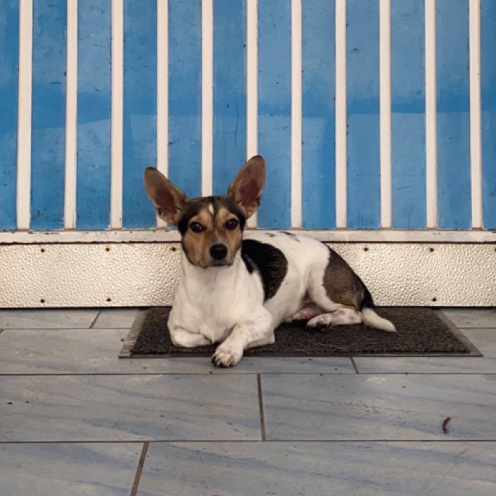 Hundetreffen-Spielfreunde gesucht-Profilbild