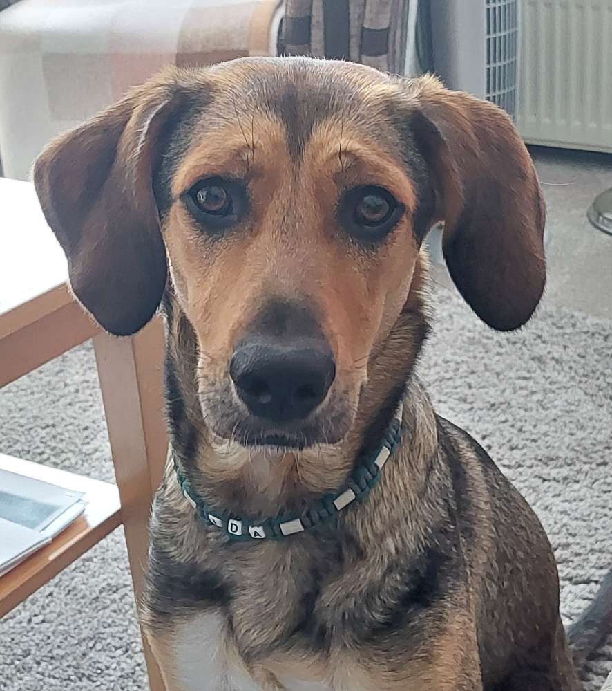 Hundetreffen-Spazierengehen und ggf. spielen-Profilbild