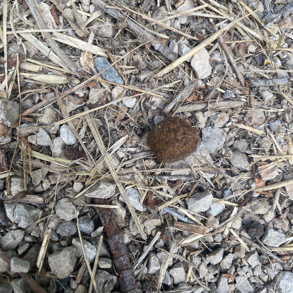 Giftköder-Futter, evtl Giftköder-Profilbild