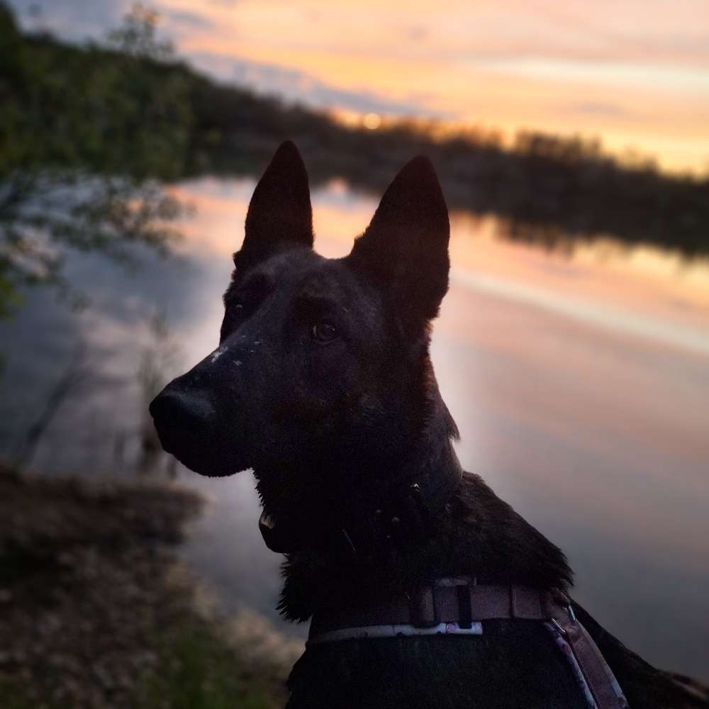 Hundetreffen-Social walk/ gemeinsamer Spaziergang Stadtwanderweg 10-Profilbild