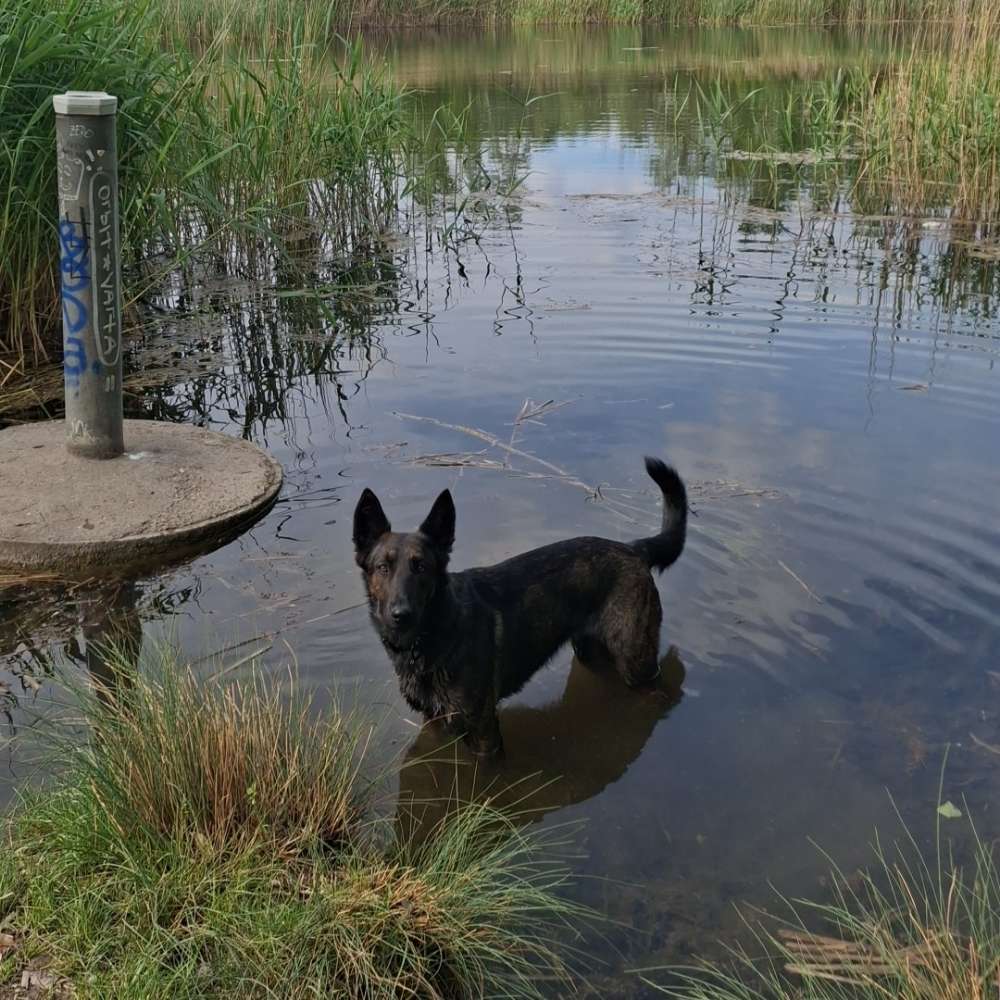 Hundetreffen-Spazieren gehen/ Social walk Lobau-Profilbild