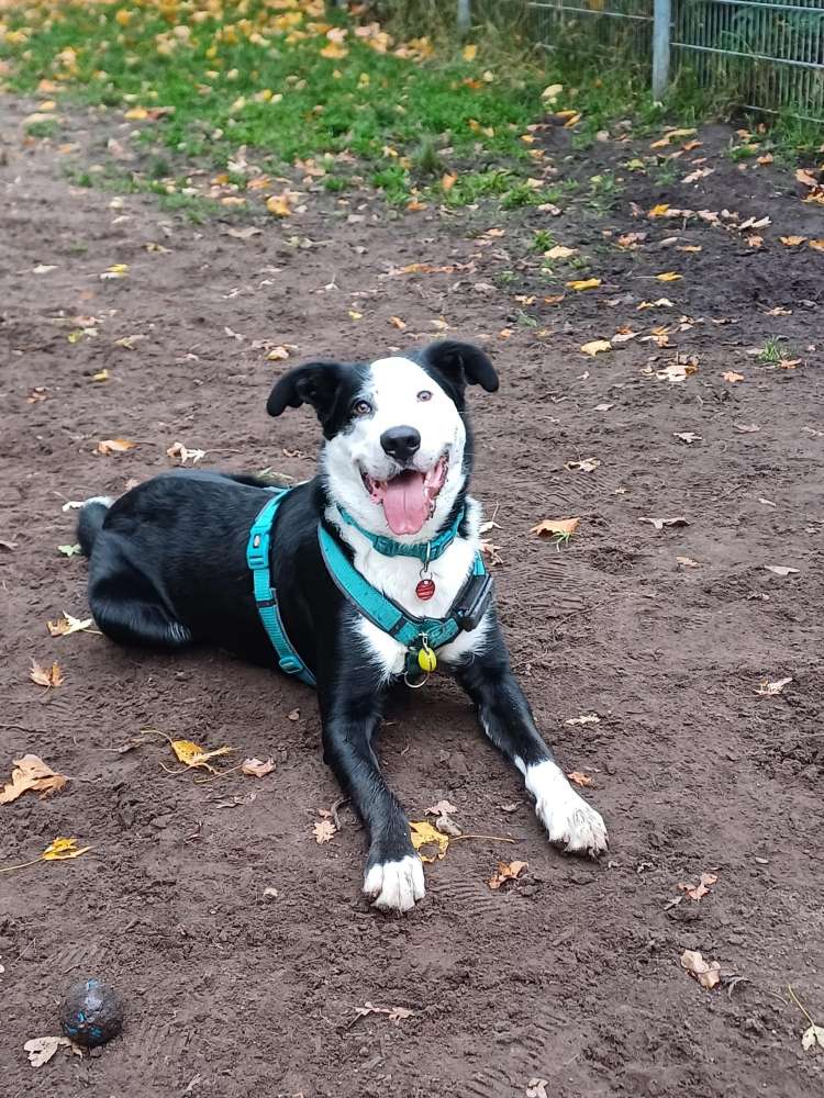 Hundetreffen-Toben und neue (Hunde)Freunde finden 😌-Profilbild