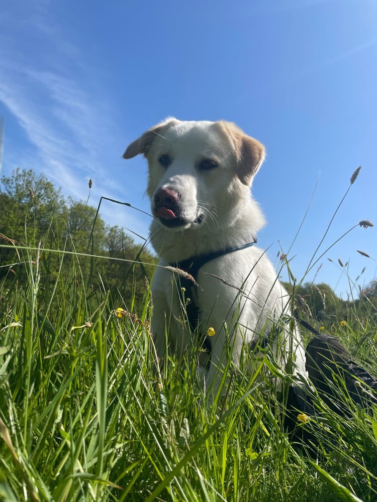 Hundetreffen-Spielfreunde gesucht !-Profilbild