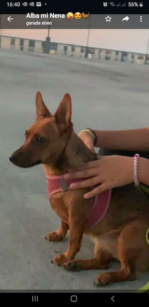 Hundetreffen-Neue Freunde für unsere Gassigruppe-Profilbild