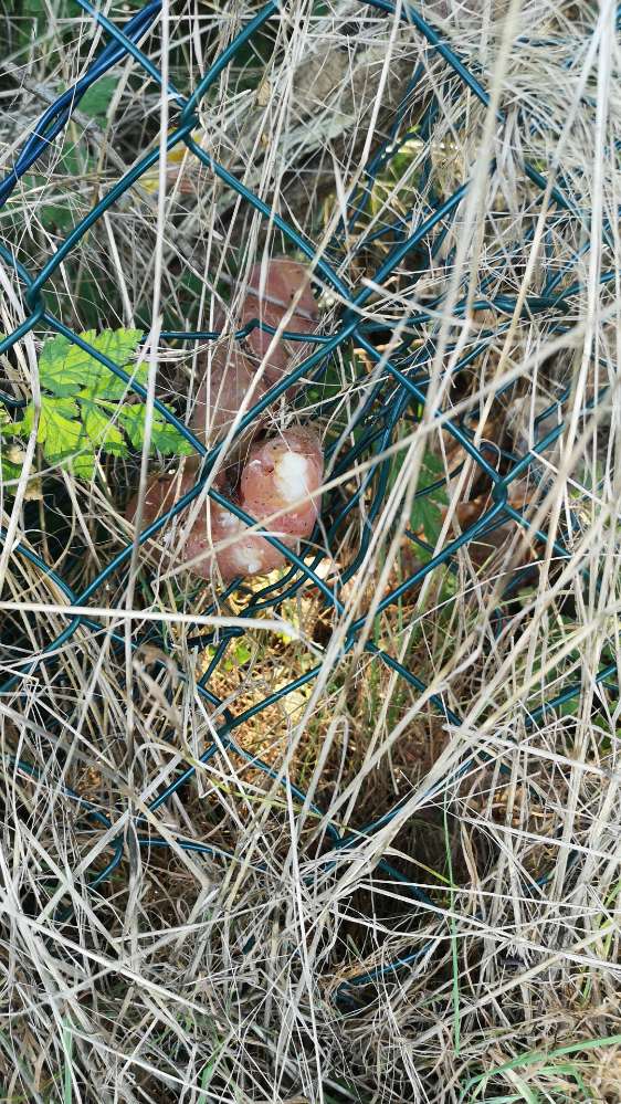 Giftköder-Rohe Fleischstücke-Profilbild
