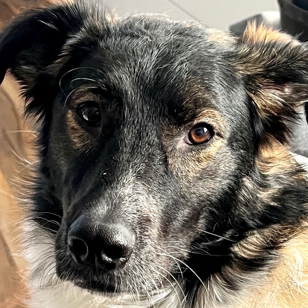 Hundetreffen-Spielen und spazieren-Profilbild