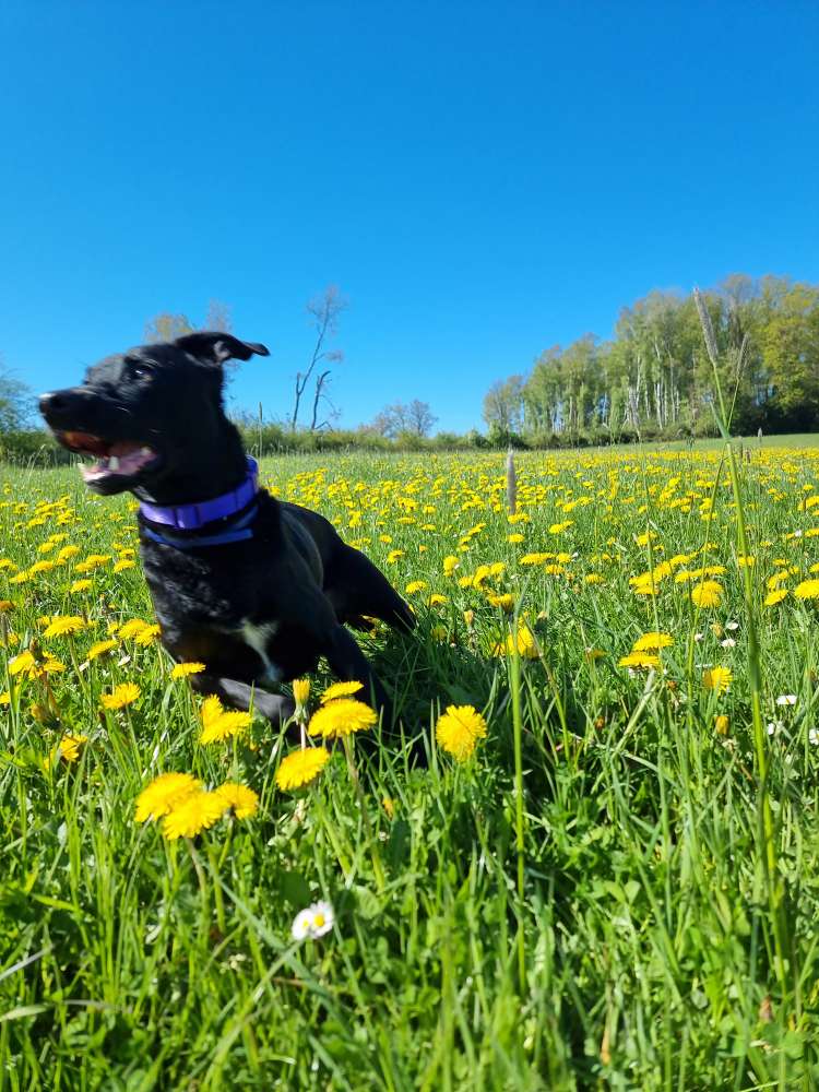 Hundetreffen-Hundefreunde gesucht-Profilbild