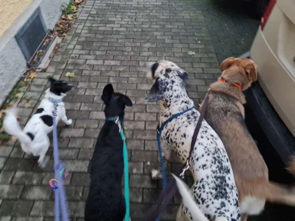 Hundetreffen-Biete Hundesitting-Profilbild