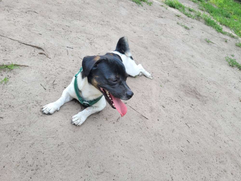 Hundetreffen-Monty sucht einen Spielkameraden:)-Profilbild