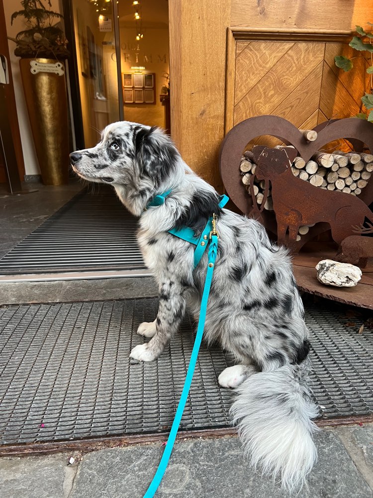 Hundetreffen-Suche Spielgefährten für meinen 7 Monate alten Mini Aussie-Profilbild