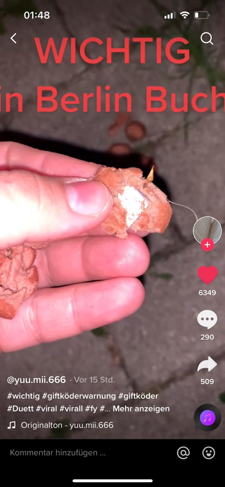 Giftköder-Giftköder mit Klingen bei Rathaus Buch-Profilbild