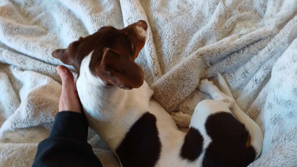 Hundetreffen-Dackel Treffen und Gassi Runden-Profilbild