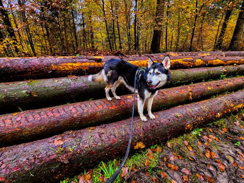 Hundetreffen-Spazieren im Wald-Profilbild