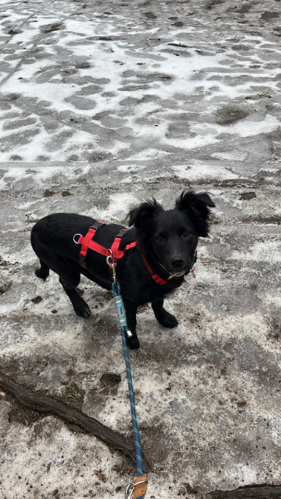 Hundetreffen-Welpen- / Junghunde Spielrunde-Profilbild