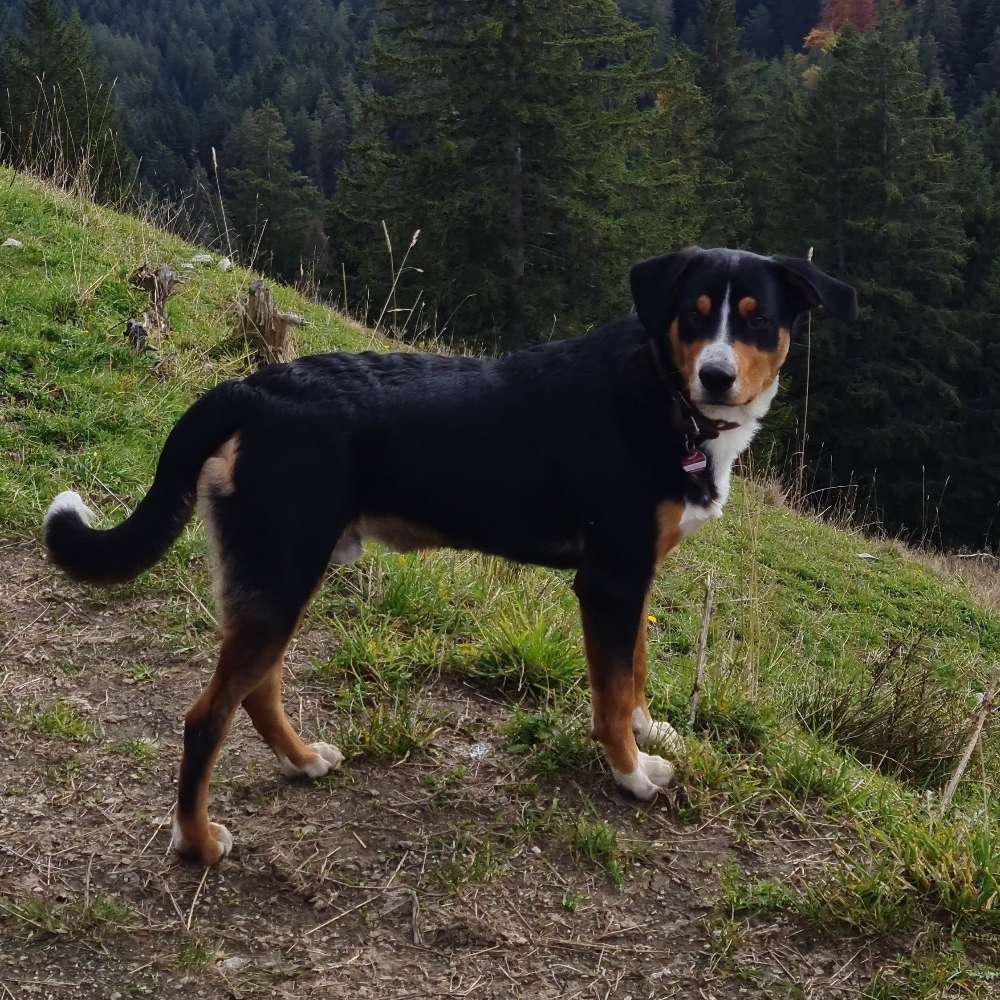 Hundetreffen-Hundebegegnungen üben-Profilbild