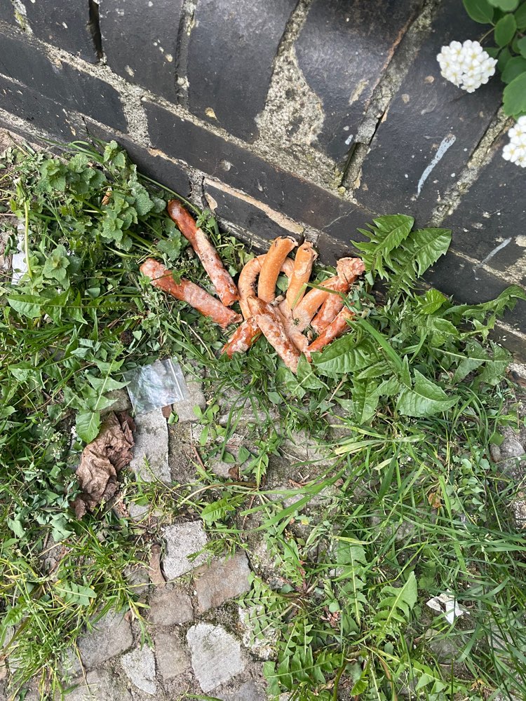 Giftköder-Bewusst platzierte Würstchen-Profilbild
